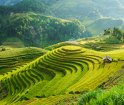 Rizières de Sapa